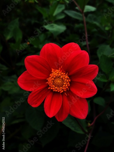 red dahlia flower