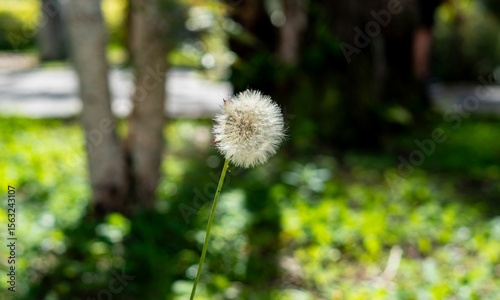 Dandelion Puff in Sunlit Garden