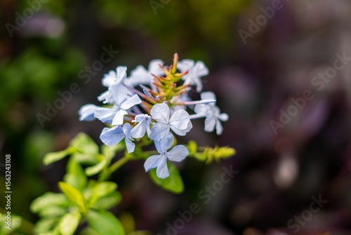 Close-up of blue flowers with green leaves.