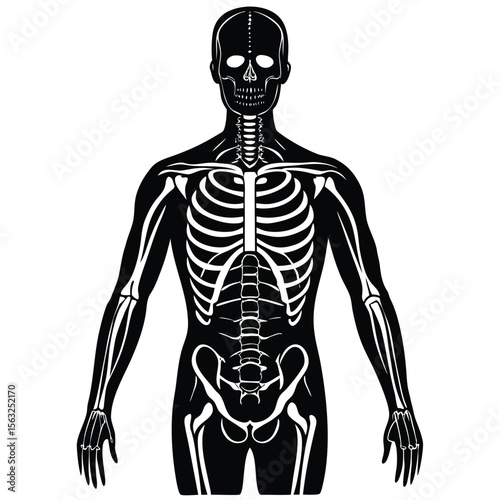 Human skeletal system anatomical illustration skeleton human anatomy