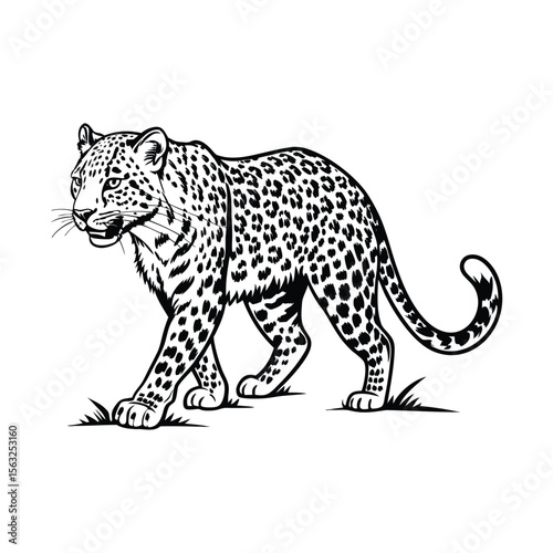 spotted fur leopard digital illustration isolated on white background