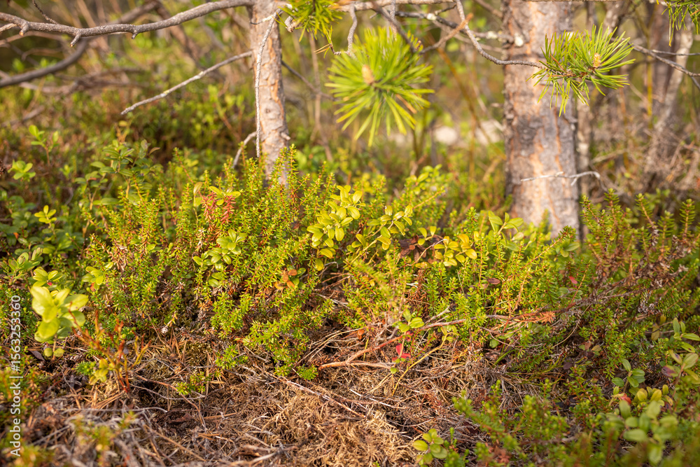 Fototapeta premium Sweden Nature Close Up Plants Forest