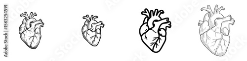 A thin line icon representing the human anatomical heart, depicted in a modern illustration style showcasing a human organ