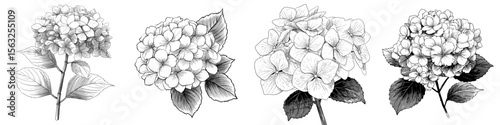 Hydrangea flowers are depicted in black and white, isolated and hand-drawn for use as floral elements in design