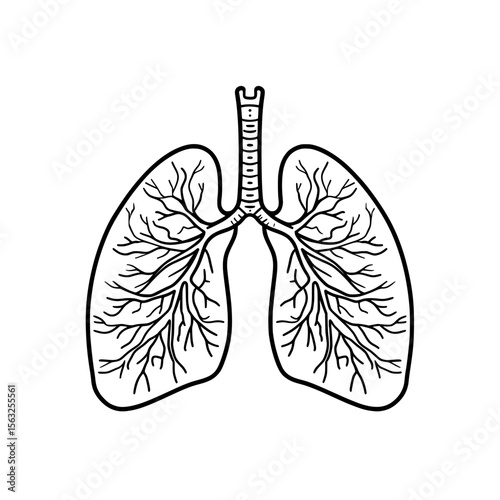 The lungs organ anatomy is depicted in a modern flat illustration as an isolated editable stroke outline icon on a white background