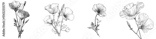A hand-drawn illustration of a vintage California poppy is presented as an apothecary plant sketch, highlighting medicinal herbs