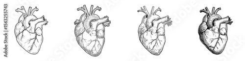 The human heart is depicted as an internal organ complete with an artery and aorta in a flat modern illustration