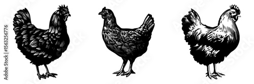 A hand-drawn hen in a retro graphical style, reminiscent of an engraving, suitable for various applications