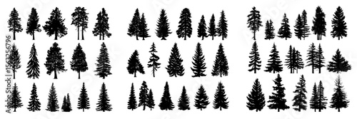 The forest is characterized by the silhouette of trees, specifically an evergreen coniferous forest featuring pines, fir trees, christmas trees, cedar, and Scotch fir, presented in a modern