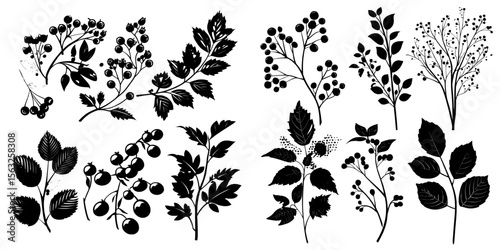 Autumn herbarium set comprising diverse branches, twigs, berries, and leaves, paired with a card describing wild forest plants, constitutes a modern collection of botanical design elements, visually