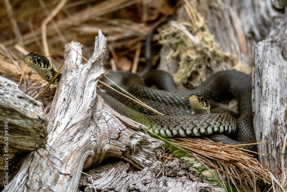 Fototapeta premium Ringelnatter