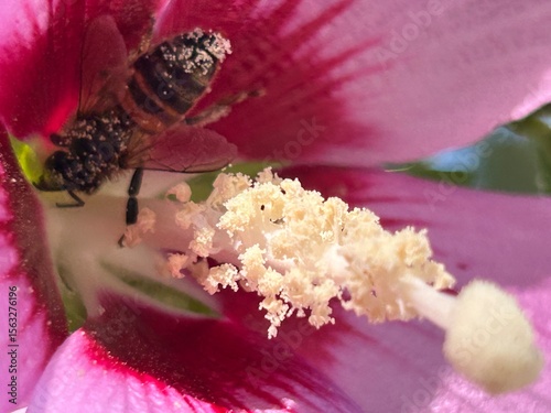 bee on pink flower