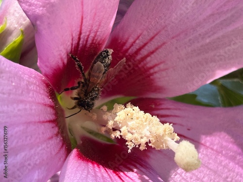 bee on a flower