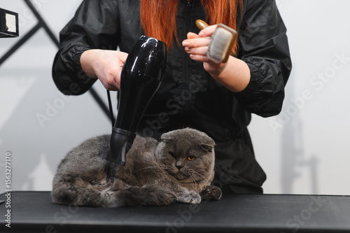 cat under hairdryer after shaving and bath on grooming salon. Master pet hairdresser giving professional service. Concept of animal grooming photo