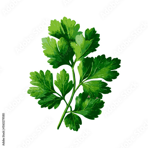 Fresh green parsley leaf shown in a hand-drawn artistic style on a clean white background, representing culinary and herbal cooking concepts