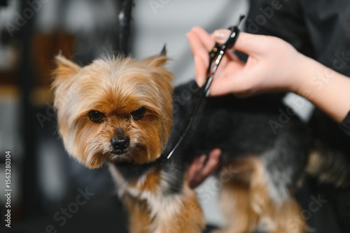 Sticker Grooming animals, grooming, drying and styling dogs, combing wool