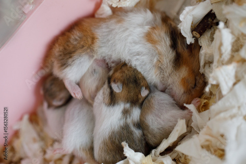 Hamster baby sucking milk. Syrian hamster domestic pet 10 days old