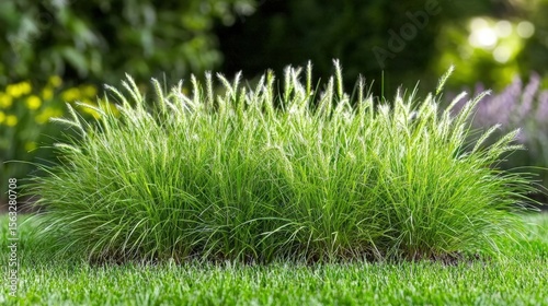 Grass with a shallow depth of field and soft bokeh, creating a clean and modern background
