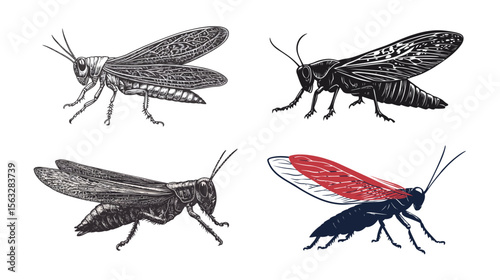 Giant Red-Winged Grasshopper (Tropidacris cristata) – High Detail Insect