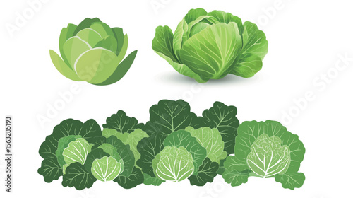 Green Cabbage Isolated – Fresh Vegetable Vector on White Background