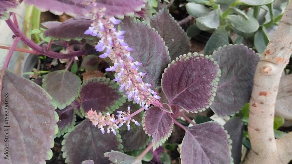 Un primer plano de una planta Coleo o Cretona  con las hojas moviéndose por el viento en un jardín