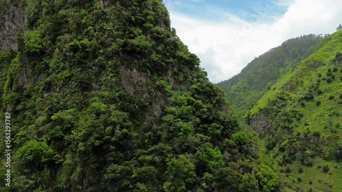 green forest in the mountains