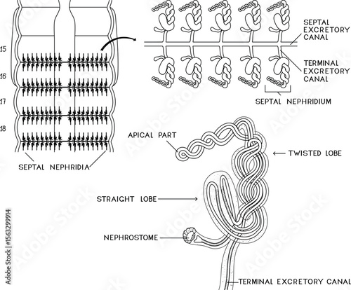 Coloring page with scheme of septal nephridial system of Pheretima earthworm for biology lesson. Diagram of excretory system of earthworm