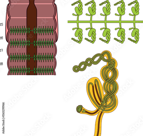 Scheme of septal nephridial system of Pheretima earthworm for biology lesson. Diagram of excretory system of earthworm