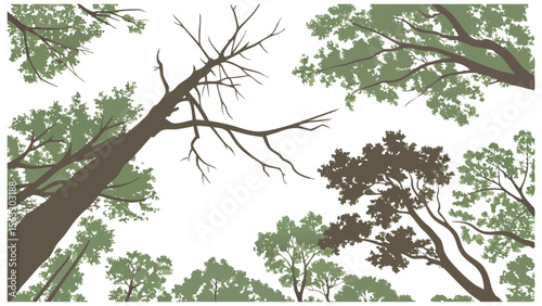 Vector art of a view from below of various trees isolated on transparent background, showcasing their lush foliage and branches