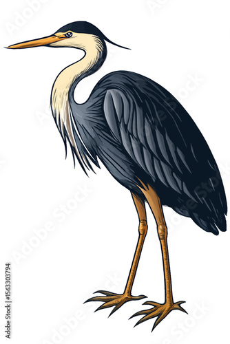 Elegant Heron Bird Illustration Detailed Vector Graphic of a Wading Bird