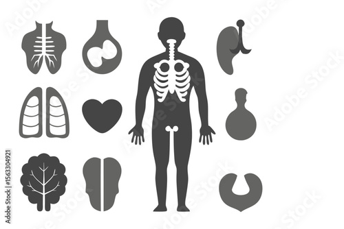 Human Anatomy Organs, Systems, and Internal Body Parts Illustration