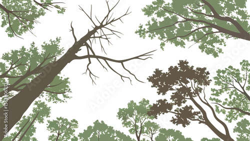 Vector art of a view from below of various trees isolated on transparent background, showcasing their lush foliage and branches