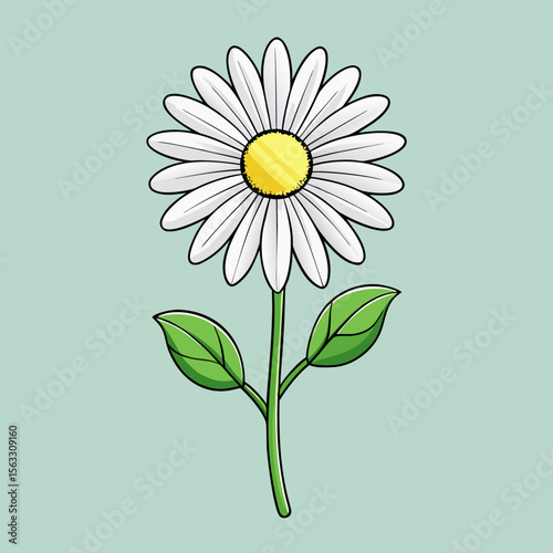 daisy flower vector illustration