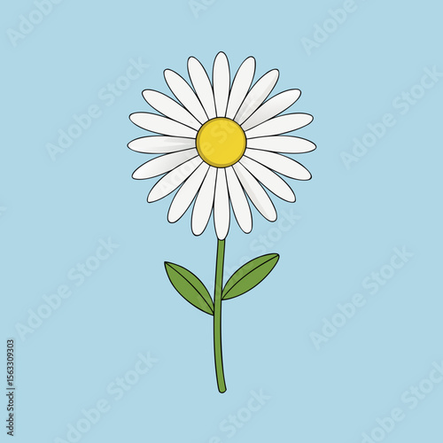 daisy flower on blue background