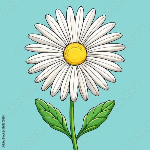 camomile on a white background