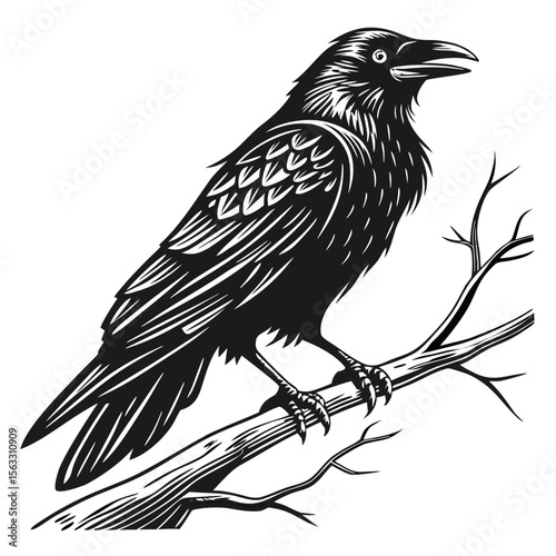 Black Crow Bird Isolated on White Background Vector Illustration