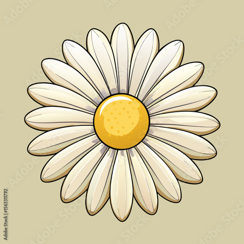 camomile on a white background