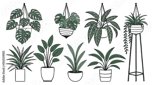 Vector art of a set of potted and hanging plants isolated on transparent background, featuring monstera deliciosa and other tropical plants in a stylish line art style