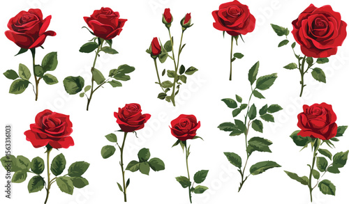 Elegant Red Roses with Green Leaves on White Background Illustration