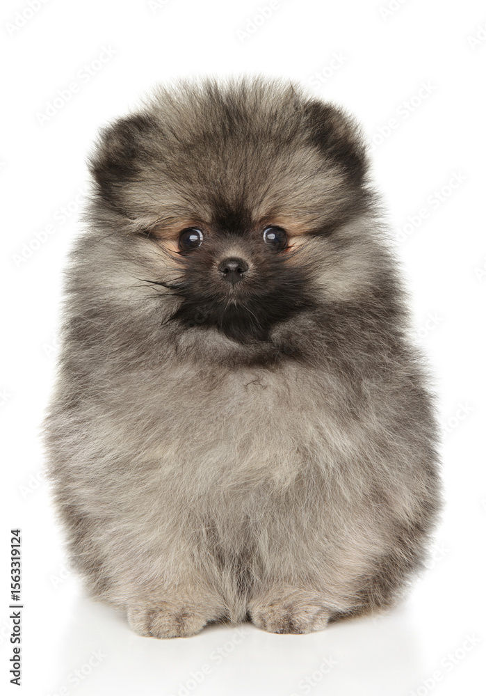 Cute Fluffy Pomeranian Puppy Sitting With Curious Gaze Cute Fluffy Pomeranian Puppy Sitting With Curious Gaze