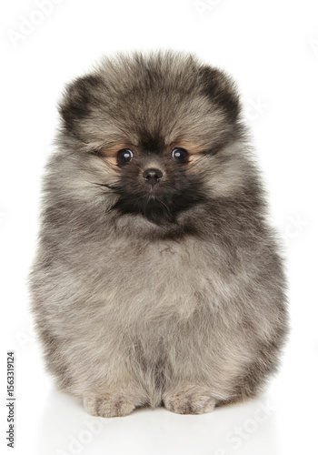 Cute Fluffy Pomeranian Puppy Sitting With Curious Gaze