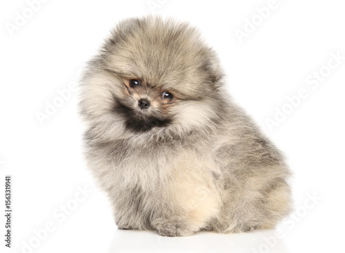 Sweet Fluffy Pomeranian Puppy With Thoughtful Side Glance