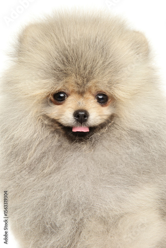 Joyful Fluffy Pomeranian Puppy With Cheerful Portrait Pose