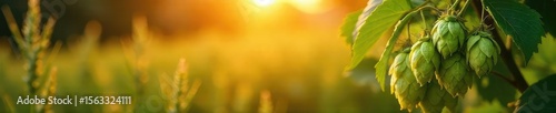 Golden sunlight illuminates a bountiful harvest of hops and barley, ready for ale brewing Ripe grains and lush hops showcase the autumnal abundance , harvest festival, ale, harvest