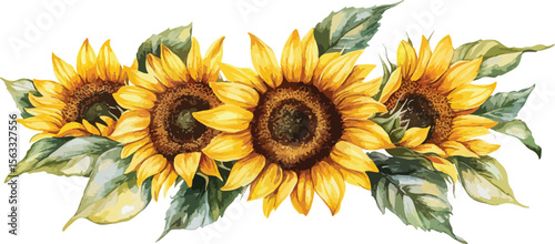 Watercolor sunflowers arrangement isolated on white background floral illustration for design