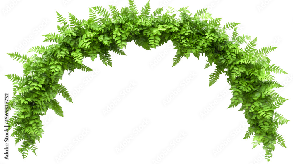 Fototapeta premium Lush green fern archway against a transparent background creates a natural botanical element perfect for design overlays and springtime projects.