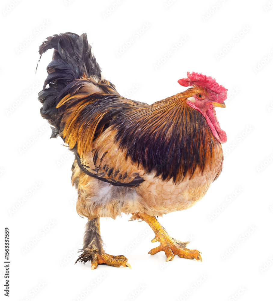 Fototapeta premium One large standing rooster.