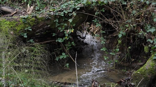 Ruisseau qui traverse la forêt