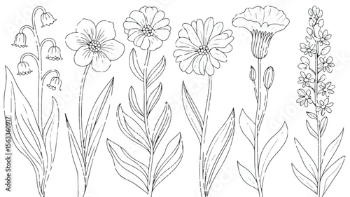Lily of the valley daisies bellflower delphinium black and white
