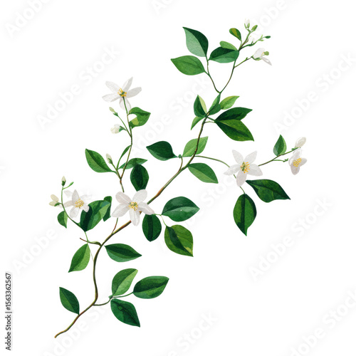 Isolated Green Leaves and White Flowers on Background